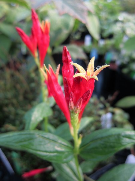 Spigelia marilandica
