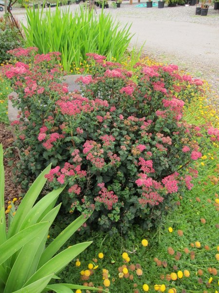 Spiraea japonica 'Bullata'