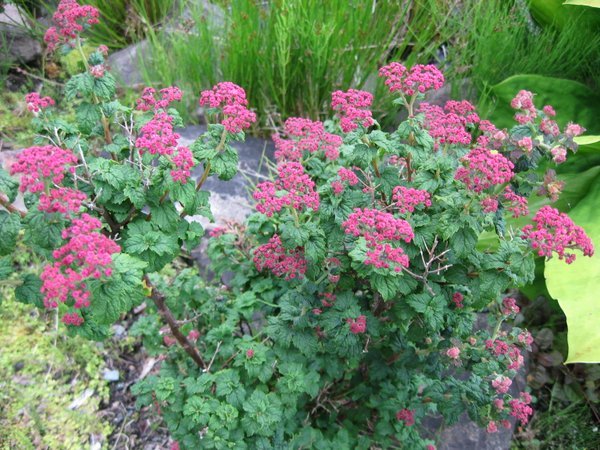 Spiraea japonica 'Bullata'