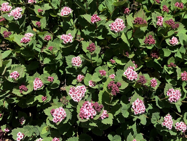 Closeup of the pink flower clusters of Spiraea morrisonicola