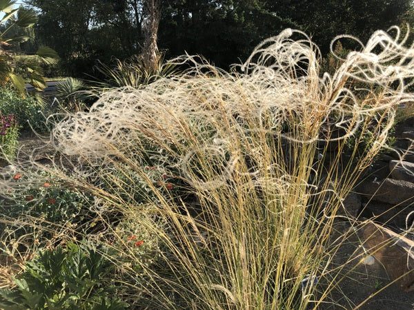 Stipa barbata