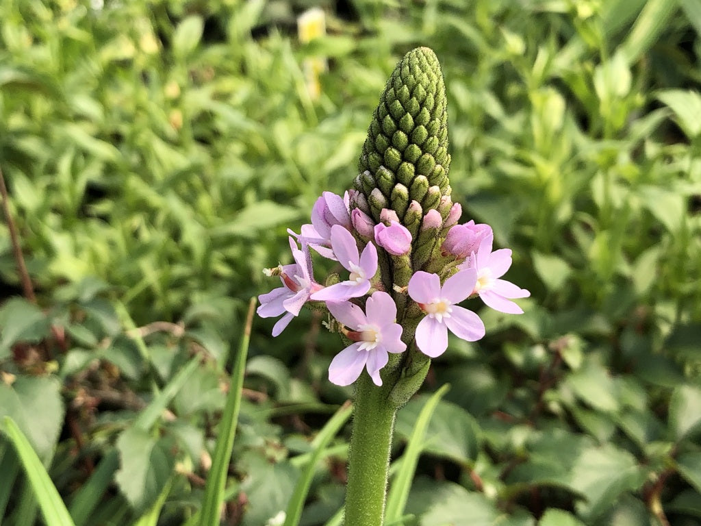Stylidium graminifolium
