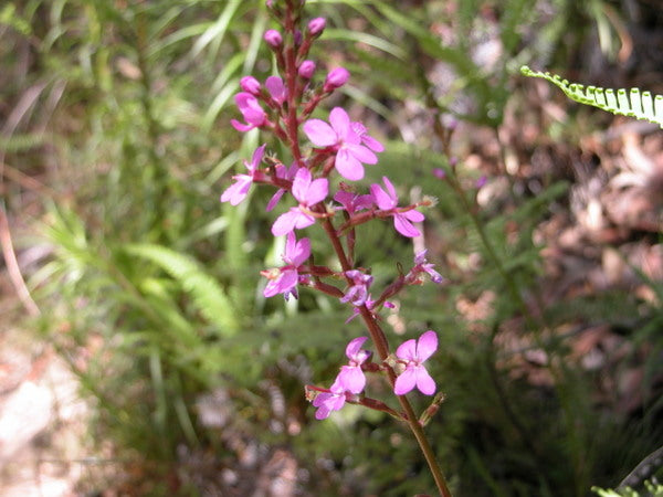 Stylidium graminifolium