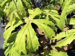 Syneilesis australis H2MD 136