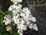 Syringa tomentella CDHM 14585