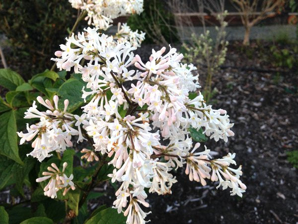 Syringa tomentella CDHM 14585