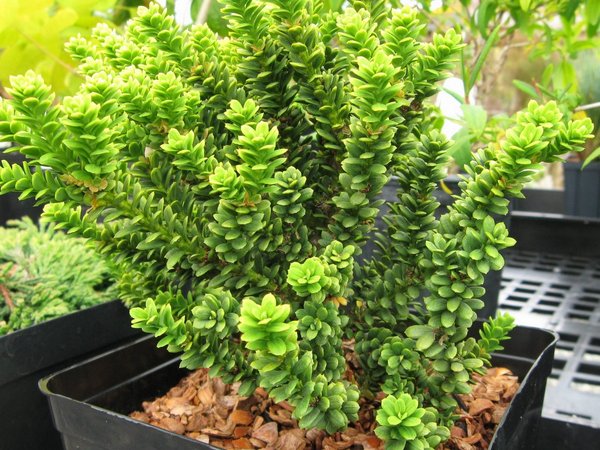 Taxus baccata 'Amersfoort'