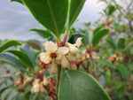 Ternstroemia gymnanthera MD97