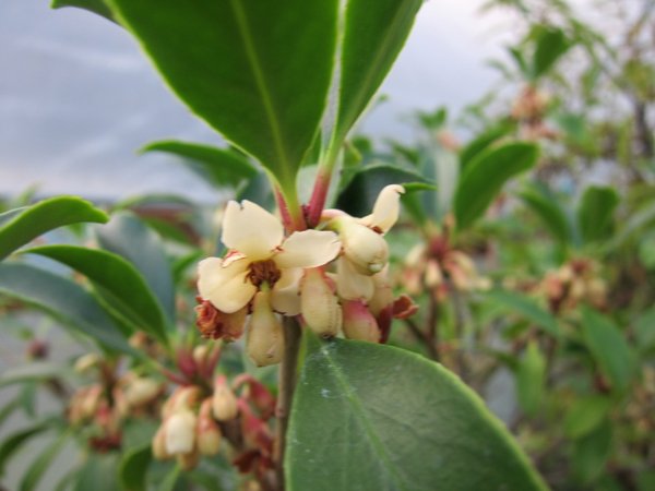 Ternstroemia gymnanthera MD97