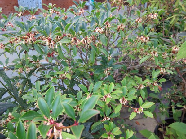 Ternstroemia gymnanthera MD97
