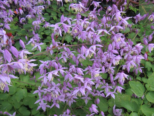 Thalictrum delavayi