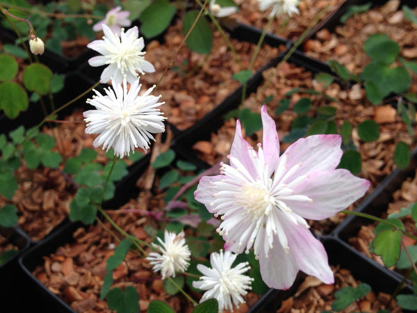 Thalictrum urbainii 'Taiwan Baika'