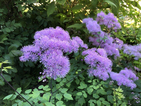 Thalictrum aquilegifolium