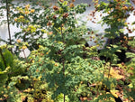 Thalictrum isopyroides