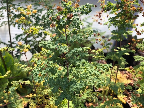 Thalictrum isopyroides