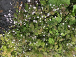 Thalictrum fargesii