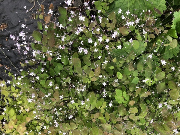 Thalictrum fargesii