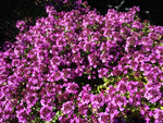 Thymus serpyllum 'Red Elf'