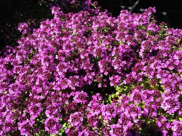 Thymus serpyllum 'Red Elf'