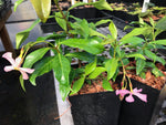Trachelospermum jasminoides 'Pink Showers'