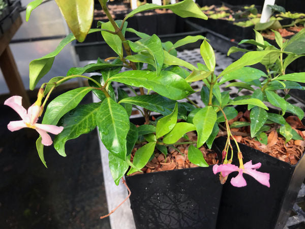 Trachelospermum jasminoides 'Pink Showers'