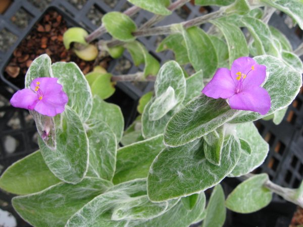 Tradescantia sillamontana