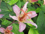 Tricyrtis formosana var. grandiflora 'W-Ho-ping Toad' BSWJ 6905