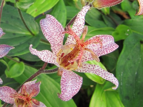 Tricyrtis formosana var. grandiflora 'W-Ho-ping Toad' BSWJ 6905