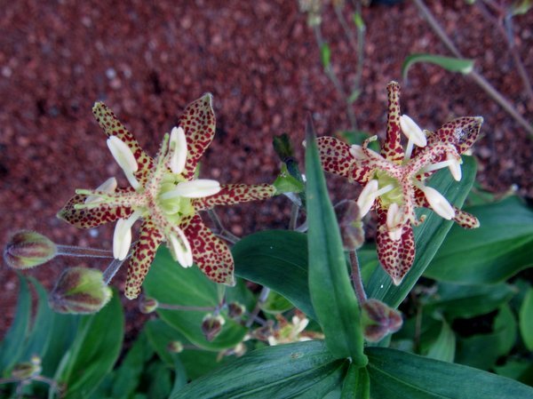 Tricyrtis latifolia ex SICH 1735