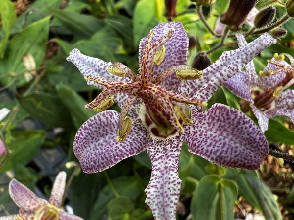 Tricyrtis ravenii