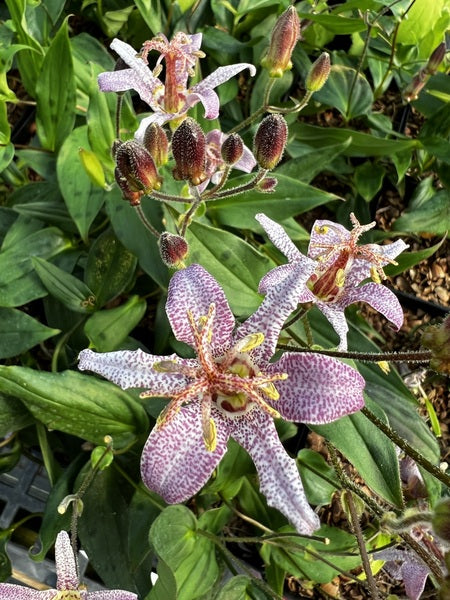 Tricyrtis ravenii