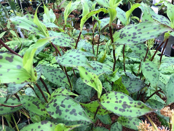 spotted leaves of Tricyrtis formosana MD 15-120