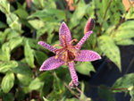Tricyrtis formosana var. formosana MD 15-120