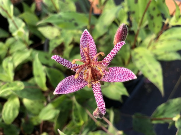 Tricyrtis formosana var. formosana MD 15-120