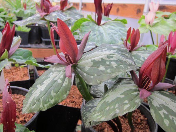 Trillium cuneatum