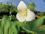 A white flower of Trillium flexipes in the greenhouse