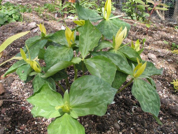 Trillium luteum