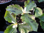 Trillium parviflorum