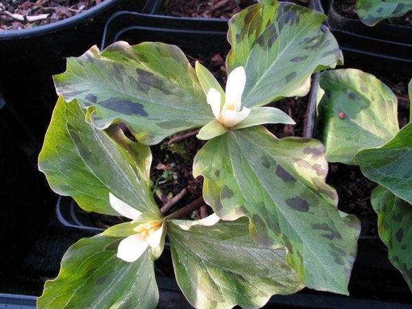 Trillium parviflorum