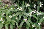 Trillium pusillum