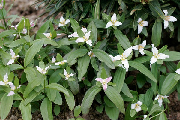 Trillium pusillum