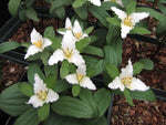 Trillium pusillum 'Early Alabama Spring'