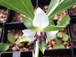 Trillium rugelii 'Little's Snowy Giant'