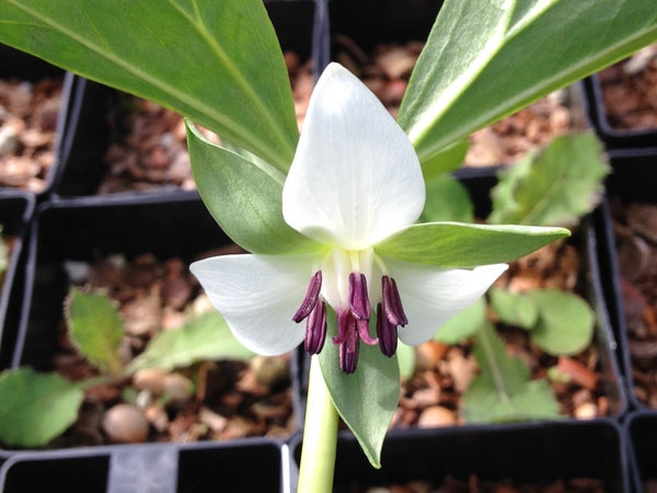 Trillium rugelii 'Little's Snowy Giant'