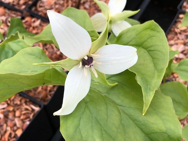 Trillium erectum var. album