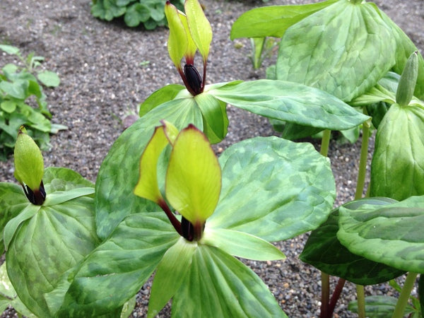 Trillium tennesseense