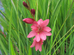 Tritonia disticha subsp. rubrolucens