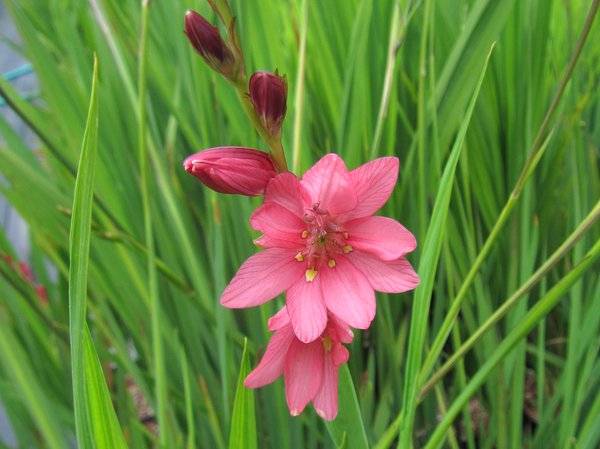 Tritonia disticha subsp. rubrolucens