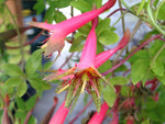 The pink and yellow tubular flowers of Tropaeolum pentaphyllum
