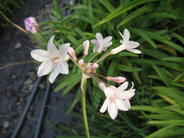 Tulbaghia violacea 'Pallida'